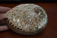 Both Side Polished Abalone Seashell 5"