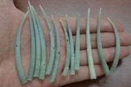 12 Pcs Green Dentalium Aprinum Shell Tusks