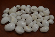 250 Pcs White Moon Snail Seashell Craft