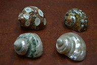 4 Pcs Assort Small Turbo Hermit Crab Shells 1 1/2" - 2"