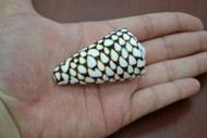 Marmoreus Marble Conus Cone Seashell