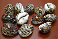 12 Pcs Tiger Cypraea Tigris Cowrie Seashells 2" - 2 1/2"