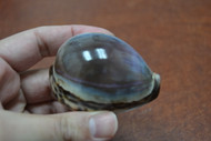 Purple Top Cowrie Seashell 2 1/2" - 3"