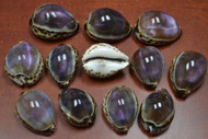 12 Pcs Purple Top Cowrie Seashell 2 1/2" - 3"