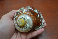 South Africa Sarmaticus Turbo Seashell 4" - 4 1/2"