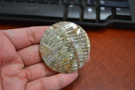Round Abalone Shell Blank Disc Coin 50mm