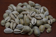 Drilled Hole Grayish Ring Top Cowrie Seashell Beads