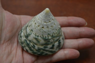 Green Pearl Trochus Top Conus Cone Seashell