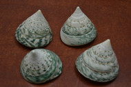 4 Pcs Green Pearl Trochus Top Conus Cone Seashell