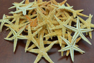25 Pcs Natural Tan Flat Starfish Beach Decoration 2" - 2 1/2"