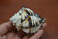 Black Murex Conch Hermit Crab Shell 3 1/2" - 4"
