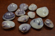 Small Mini Purple Violet Pair Clam Seahsells 