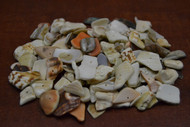 200 Pcs Assort Mix Seashell Chips Charms 1/4" - 1/2"