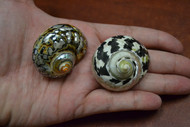 2 Pcs Black Pica Cyprea & Sarmaticus Turbo Sea Shell Hermit Crab