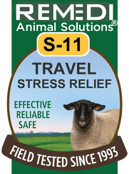 Travel Stress Relief for Sheep