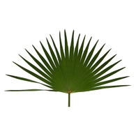 Fan Palm Decor