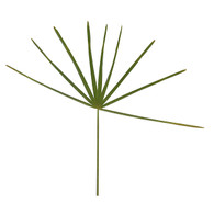 Mediterranean Fan Palm Decor